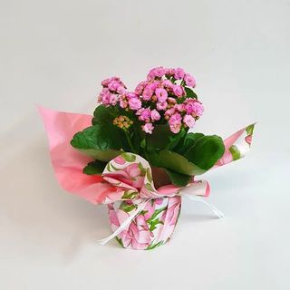 Planta Kalanchoe Rosa
