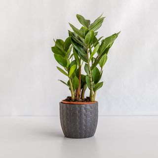 Замиокулкас