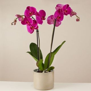 Orchidea phalaenopsis colorata