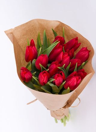 Tulipan czerwony (15szt)