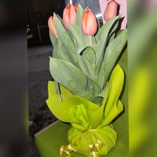 Tulipani con il bulbo