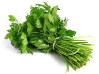 Cilantro Mjo.