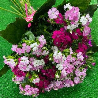 Bouquet de Mauritânias 