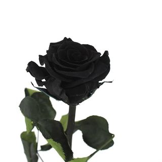 Rosa Eterna Negra