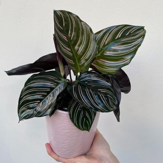 Kalatea 'Sanderiana'