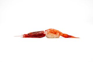 Nigiri akaebi red