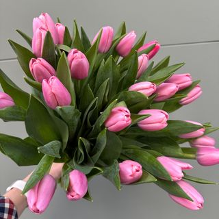 25 Tulipanes Rosas