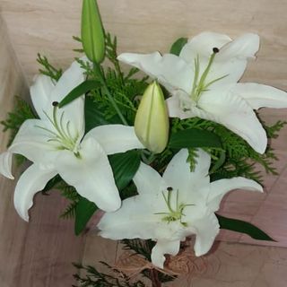 Lilium Blanco Dos Unidades