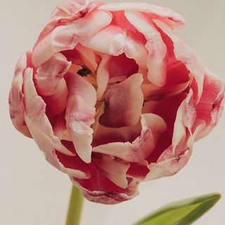 Ramo de tulipanes fucsias dobles. 8u