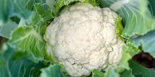 Cavoli