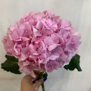 ვარდისფერი ჰოლანდიური  ჰორტენზია