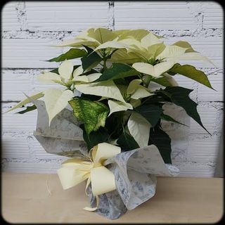Poinsettia blanca