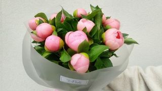 Bukiet z Peonii Coral - 11 szt