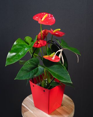 Anthurium Ghiveci
