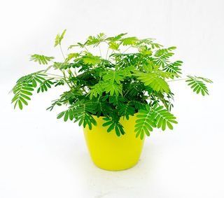 Mimosa Pudica