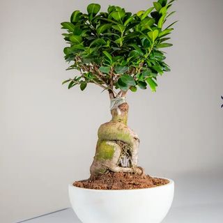 Pianta di Bonsai