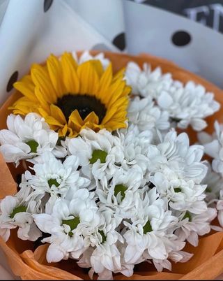 მზესუმზირა ქრიზანთემა