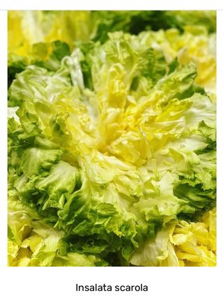 Insalata scarola Italia 500 gr. ca.