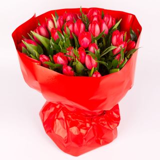 Tulipan czerwony (50szt)