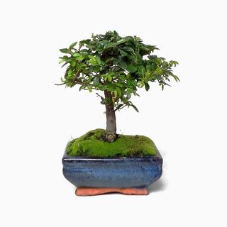 Bonsai de 5 anos (Variável)
