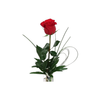 1 rosa rossa confezionata