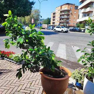 Bonsai particolare 