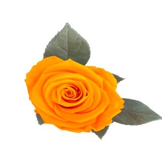 Rosa Eterna Tonos Naranjas