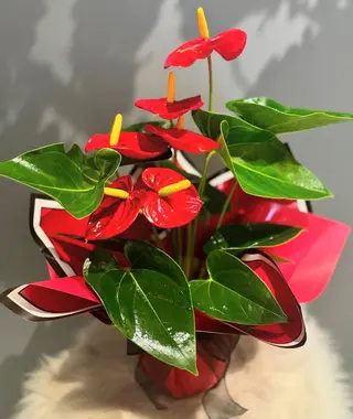 Plante anthurium