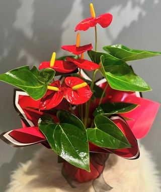 Plante anthurium