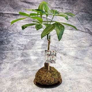 KOKEDAMA PACHIRA