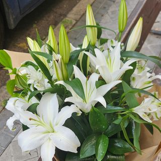 Ramos de 15 Lilium Oriental XXL