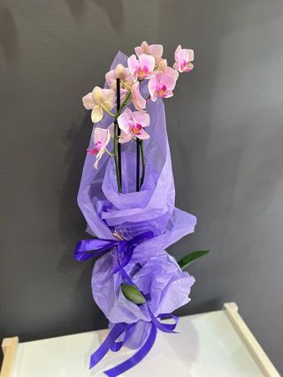 Orhideja saksija 2 grane sa posudom