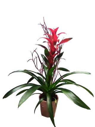 Pianta guzmania con porta vaso 