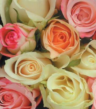 Mazzo di rose colore pastello -7rose