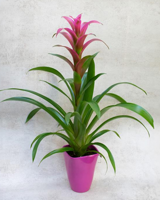Guzmania
