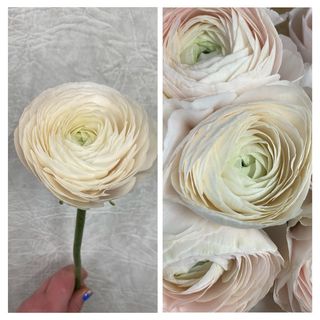 Ранункулюс крупний