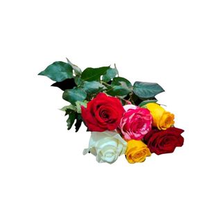Rosas Equador | Cores Variadas