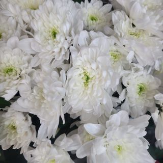 Crizanteme Albe Olandeze 