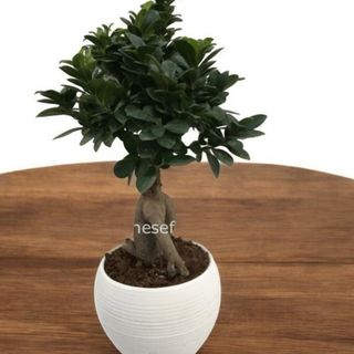 Bonsai Ginseng misura M
