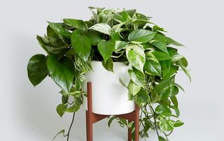 pothos