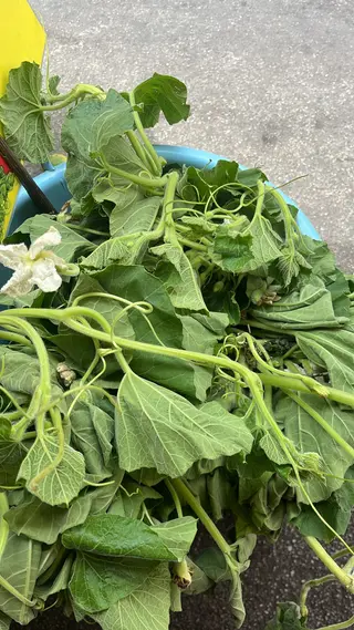 Tenerumi 1 pezzo