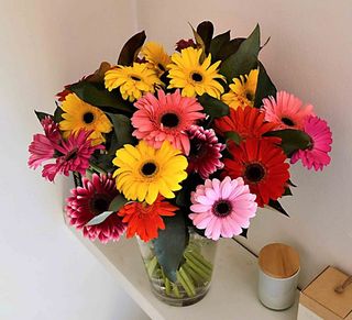 Gerberas Couleurs 37€ a 57€