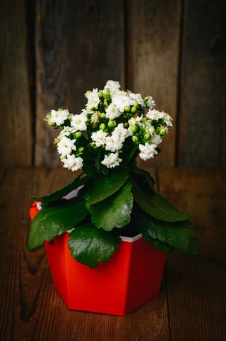 Бяло каланхое