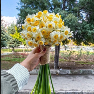 ნარცისის  1 კონა