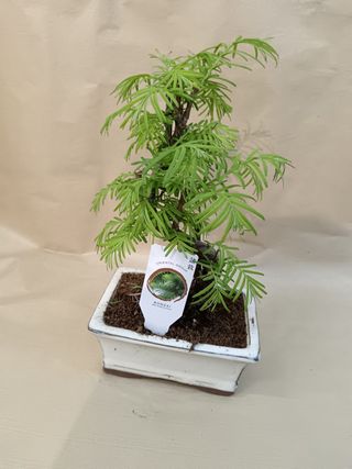 Bonsai sequoia