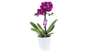 Mini ljubičasta orhideja sa keramičkom saksijom