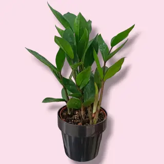Zamioculca