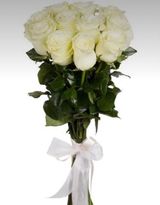 ჰოლანდიური თეთრი ვარდები