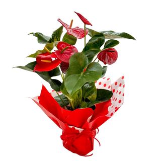 Cadou Planta in ghiveci Anthurium