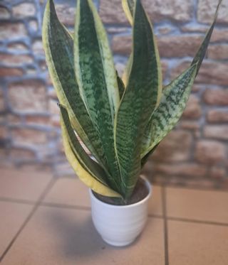Sansewieria w osłonce
